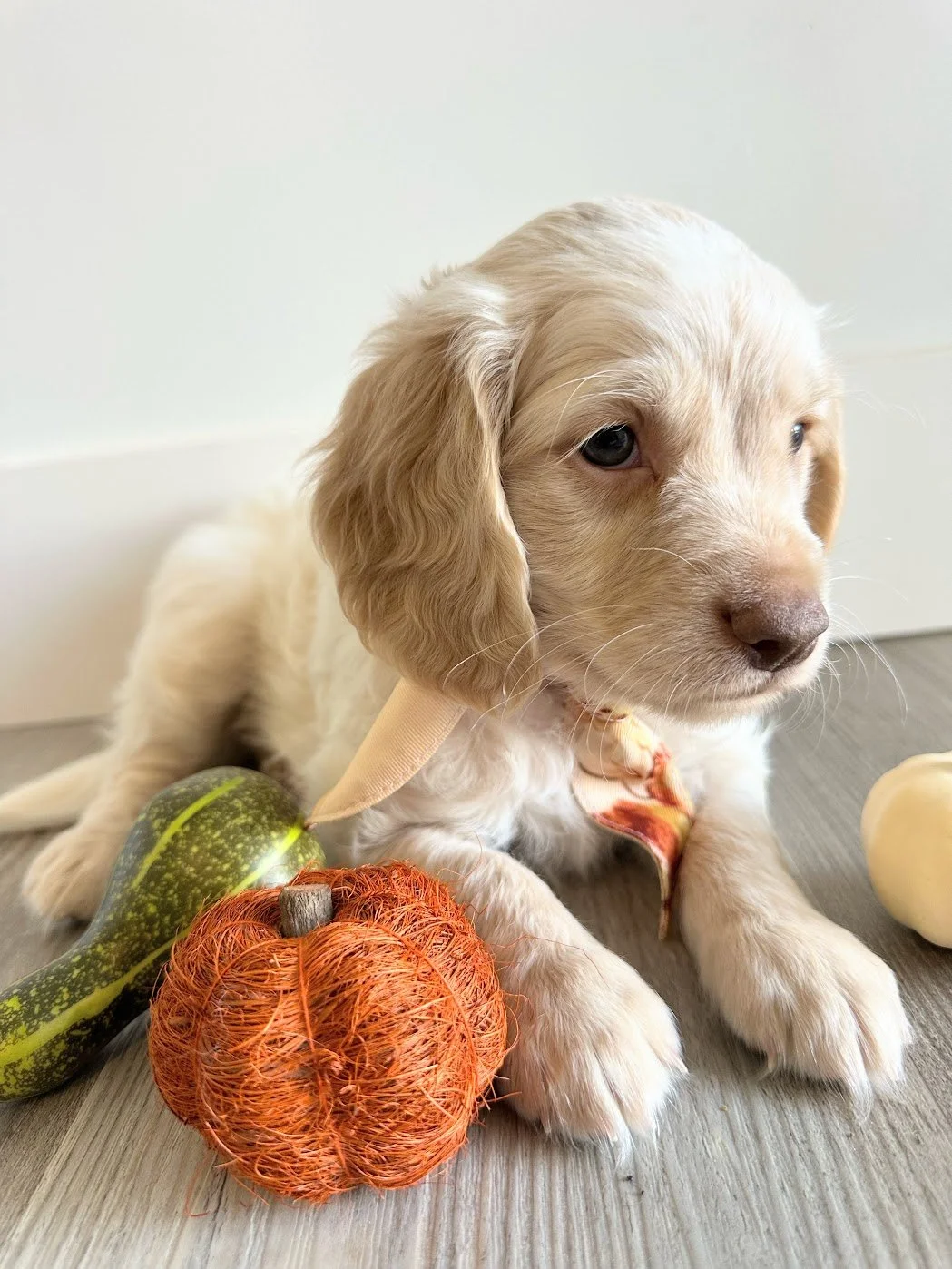 ※Peanuts さん専用です Golden Puppy Snoopy — Taylormade Miniature Golden Retriever